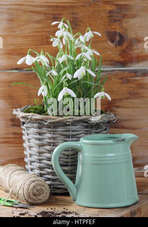 Dekorative gewebte Topf für Innenanzeige gepflanzt mit Schneeglöckchen (Galanthus Nivalis) auf einem Holztisch mit Garten Scheren, String und hübsche Emaille Kanne Stockfoto