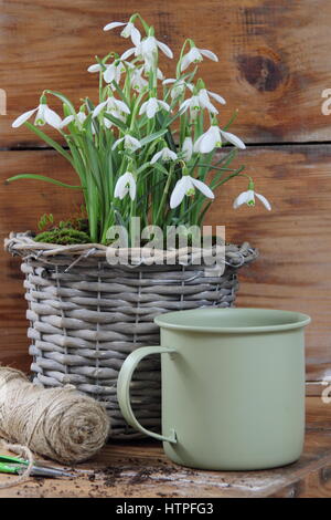 Dekorative Gewebe Topf mit Schneeglöckchen (Galanthus nivalis) für Innen Anzeige auf einem Holztisch mit Garten Schere, String und ziemlich Emaille Kanne gepflanzt Stockfoto