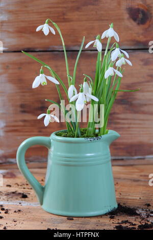 Schneeglöckchen (Galanthus nivalis) in einem Vintage Style Emaille Kanne gegen Holz- Hintergrund im Februar gepflanzt Stockfoto