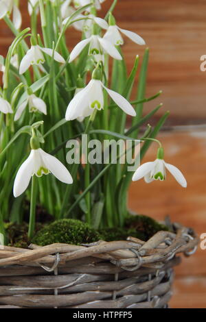 Dekorative Gewebe Topf mit Schneeglöckchen (Galanthus) gegen rustikalen Holzmöbeln Hintergrund in einem English Home gepflanzt, Februar Stockfoto