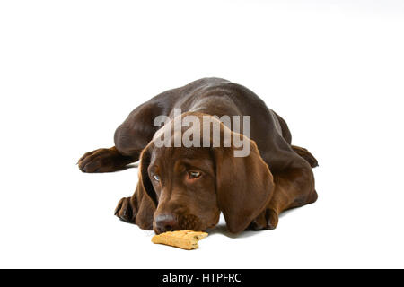 Eine braune oder "Schokolade" Labrador Retriever Welpe Hund liegend auf weißem Hintergrund beim Kauen auf einen Hundekuchen Stockfoto