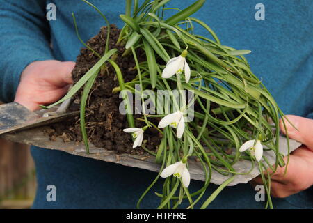 Gärtner trägt Schneeglöckchen (Galanthus nivalis), dass "im Grünen" - noch im Blatt - bereit für die Teilung und Wiederbepflanzung in einem Englischen Garten aufgehoben Stockfoto