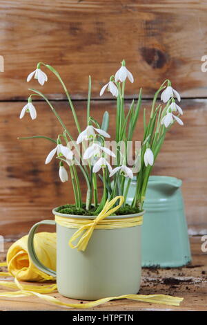 Frehsly gepflanzt Schneeglöckchen (Galanthus nivalis) in Emaille Tasse mit gelben raffia Für innen Anzeige eingerichtet - mit einer Schere, String und Gießkanne Kanne gesehen Stockfoto