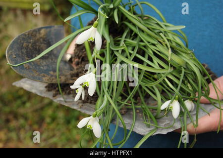 Gärtner trägt Schneeglöckchen (Galanthus nivalis), dass "im Grünen" - noch im Blatt - bereit für die Teilung und Wiederbepflanzung in einem Englischen Garten aufgehoben Stockfoto