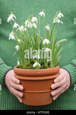 Männliche Gärtner trägt gemeinsame Schneeglöckchen (Galanthus Nivalis) in einem Terrakotta-Topf für die Positionierung in einem englischen Garten im Spätwinter Stockfoto