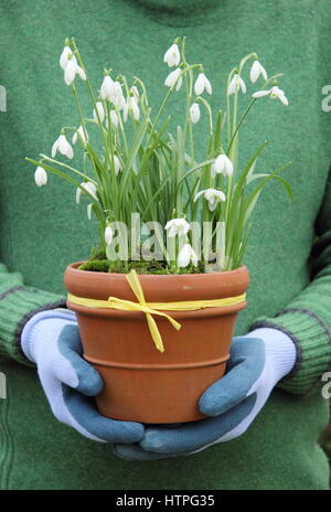 Männliche Gärtner trägt gemeinsame Schneeglöckchen (Galanthus Nivalis) in einem Terrakotta-Topf für die Positionierung in einem englischen Garten im Spätwinter Stockfoto