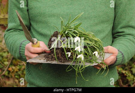 Gärtner trägt Schneeglöckchen (Galanthus nivalis), dass "im Grünen" - noch im Blatt - bereit für die Teilung und Wiederbepflanzung in einem Englischen Garten aufgehoben Stockfoto