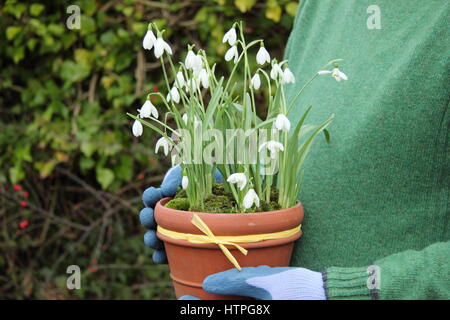 Männliche Gärtner trägt gemeinsame Schneeglöckchen (Galanthus Nivalis) in einem Terrakotta-Topf für die Positionierung in einem englischen Garten im Spätwinter Stockfoto