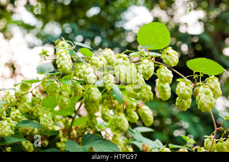 Hopfen Hintergrund Zweig mit Blättern Stockfoto