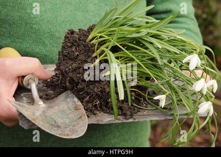 Gärtner trägt Schneeglöckchen (Galanthus nivalis), dass "im Grünen" - noch im Blatt - bereit für die Teilung und Wiederbepflanzung in einem Englischen Garten aufgehoben Stockfoto