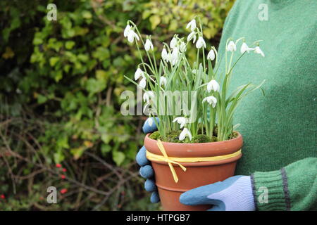 Männliche Gärtner trägt gemeinsame Schneeglöckchen (Galanthus Nivalis) in einem Terrakotta-Topf für die Positionierung in einem englischen Garten im Spätwinter Stockfoto