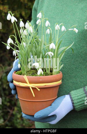 Männliche Gärtner trägt gemeinsame Schneeglöckchen (Galanthus Nivalis) in einem Terrakotta-Topf für die Positionierung in einem englischen Garten im Spätwinter Stockfoto