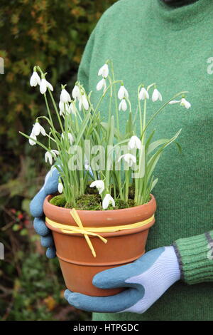 Männliche Gärtner trägt gemeinsame Schneeglöckchen (Galanthus Nivalis) in einem Terrakotta-Topf für die Positionierung in einem englischen Garten im Spätwinter Stockfoto