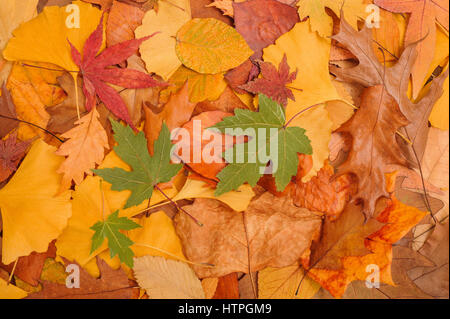 Hintergrund der gefallenen getrocknete Blätter im Herbst gemacht Stockfoto