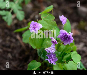 Anemonella Thalictroides Rosea Oscar Schoaf, rosa, doppelte Rue Anemone, Blume, Blumen, Blüte, Schatten, Schatten, Schatten, Holz, Wald, Wald, RM Flo Stockfoto