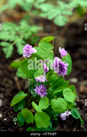 Anemonella Thalictroides Rosea Oscar Schoaf, rosa, doppelte Rue Anemone, Blume, Blumen, Blüte, Schatten, Schatten, Schatten, Holz, Wald, Wald, RM Flo Stockfoto