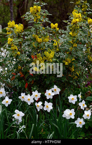 Narcissus Poeticus Var Recurvus, alte Fasan Auge, Narzisse, Narzissen, Mahonia Oiwakensis, Frühling, Blume, Blumen, blühenden Garten, Gärten, RM F Stockfoto