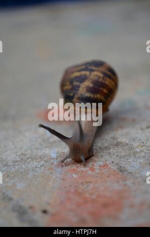 Gemeinsamer Garten Schnecke bewegt über Beton im Hinterhof Stockfoto