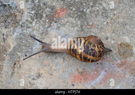 Gemeinsamer Garten Schnecke bewegt über Beton im Hinterhof Stockfoto