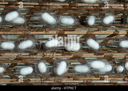 Seidenraupen-Kokons (Bombys Mori) auf Holzrahmen, Produktion von Seidenfäden. Stockfoto