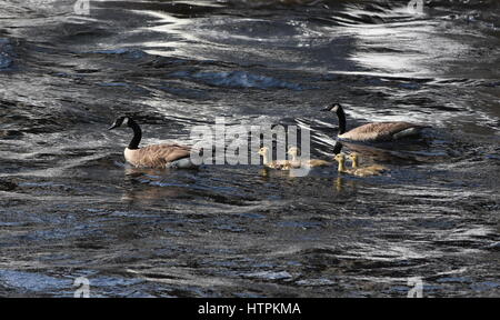 Ein paar Kanadagänse und ihre vier Gänsel paddeln Sie durch glitzernde Wasser. Stockfoto