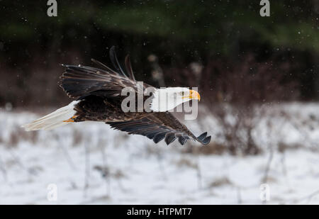 Die beeindruckenden Weißkopfseeadler (Haliaeetus leucocephalus) ist den meisten für Sein sowohl die nationalen Vogel- und Tierarten der Vereinigten Staaten von Amerika bekannt. Stockfoto