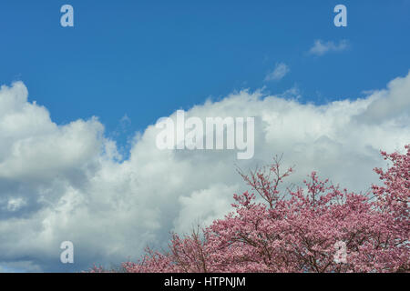 Kirschblüten in voller Blüte bei Kawazu, Präfektur Shizuoka, Japan Stockfoto