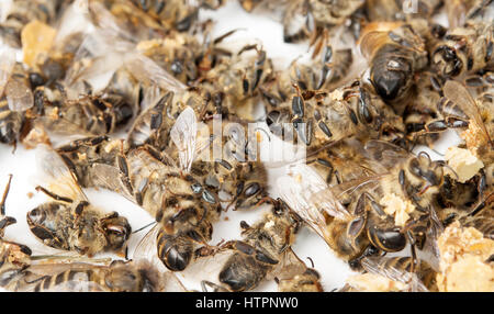 Closeup Gruppe von tote Biene isoliert auf weißem Hintergrund Stockfoto