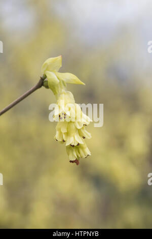 Corylopsis Spicata. Spike-Zaubernuss Blüte Anfang März. Schlüsselblume Busch. UK Stockfoto