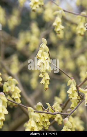 Corylopsis Spicata. Spike-Zaubernuss Blüte Anfang März. Schlüsselblume Busch. UK Stockfoto