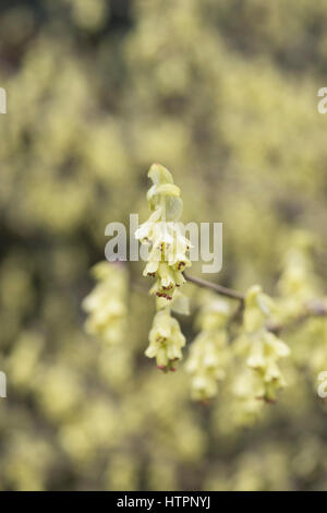 Corylopsis Spicata. Spike-Zaubernuss Blüte Anfang März. Schlüsselblume Busch. UK Stockfoto