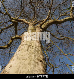 London-Platane Stockfoto