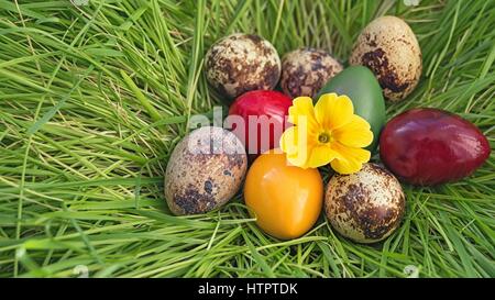 Wachteleier roh Osternest gemacht Gras gefärbt Stockfoto