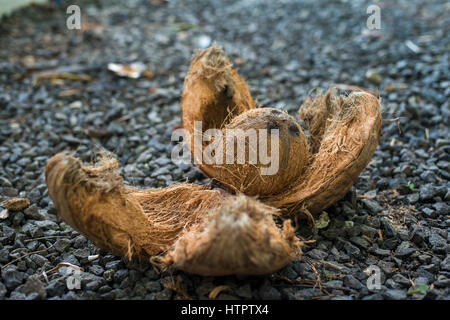 Kokosnuss in einer Schale Stockfoto