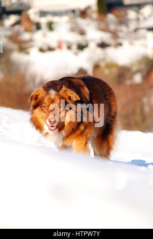 Australischer Schäferhund im Schnee Stockfoto