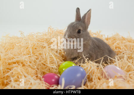 Ostereier und Osterhasen im Nest vor weißem Hintergrund Stockfoto