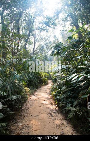 Der berühmte Lawacharra-Nationalpark in Srimangal im Unternehmensbereich Sylhet, Bangladesch Stockfoto