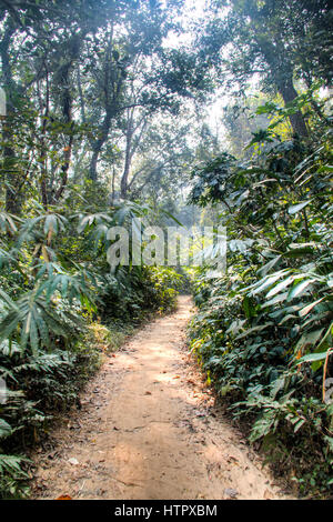 Der berühmte Lawacharra-Nationalpark in Srimangal im Unternehmensbereich Sylhet, Bangladesch Stockfoto