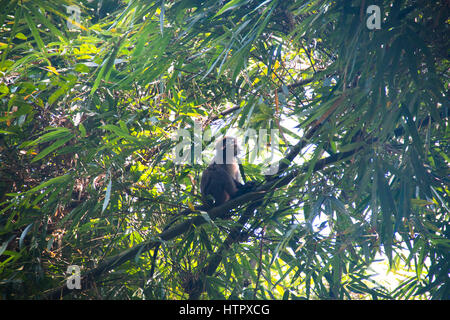 Phayre Leaf Monkey (Trachypithecus Phayrei) in der berühmten Lawacharra-Nationalpark in Srimangal im Unternehmensbereich Sylhet, Bangladesch Stockfoto