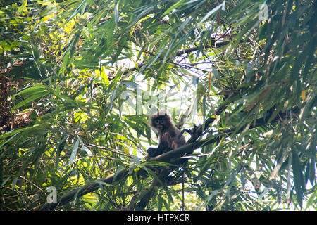 Phayre Leaf Monkey (Trachypithecus Phayrei) in der berühmten Lawacharra-Nationalpark in Srimangal im Unternehmensbereich Sylhet, Bangladesch Stockfoto