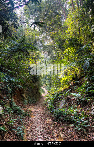 Der berühmte Lawacharra-Nationalpark in Srimangal im Unternehmensbereich Sylhet, Bangladesch Stockfoto