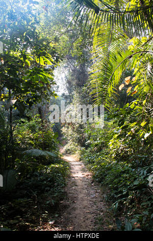 Der berühmte Lawacharra-Nationalpark in Srimangal im Unternehmensbereich Sylhet, Bangladesch Stockfoto