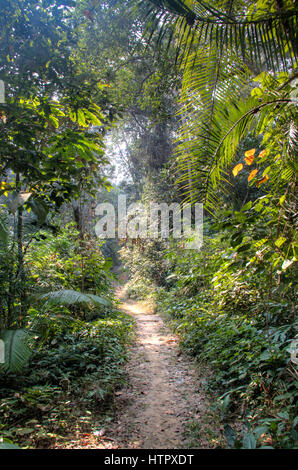 Der berühmte Lawacharra-Nationalpark in Srimangal im Unternehmensbereich Sylhet, Bangladesch Stockfoto