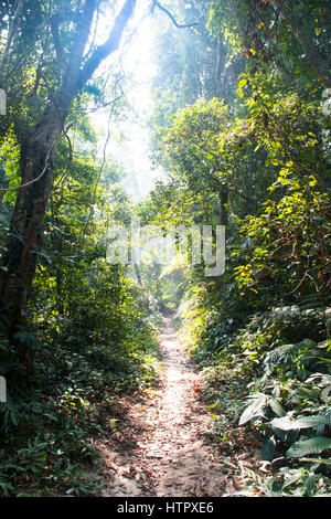 Der berühmte Lawacharra-Nationalpark in Srimangal im Unternehmensbereich Sylhet, Bangladesch Stockfoto