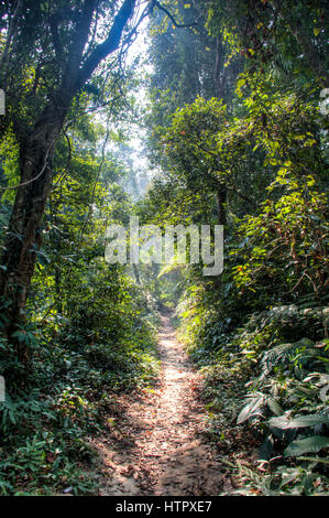 Der berühmte Lawacharra-Nationalpark in Srimangal im Unternehmensbereich Sylhet, Bangladesch Stockfoto