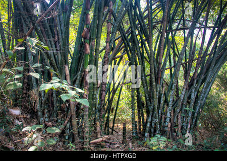 Der berühmte Lawacharra-Nationalpark in Srimangal im Unternehmensbereich Sylhet, Bangladesch Stockfoto