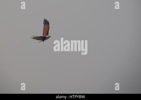 Ein Brahminy Kite-Adler im Sundarbans Nationalpark in Bangladesch Stockfoto