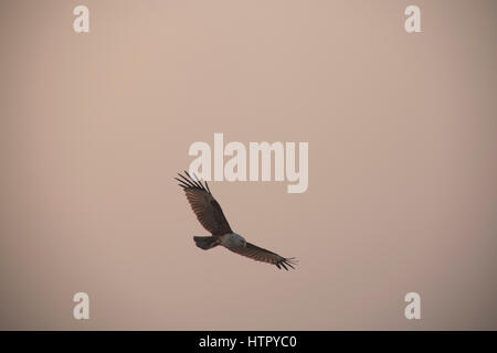 Ein Brahminy Kite-Adler im Sundarbans Nationalpark in Bangladesch Stockfoto