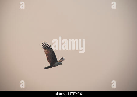 Ein Brahminy Kite-Adler im Sundarbans Nationalpark in Bangladesch Stockfoto