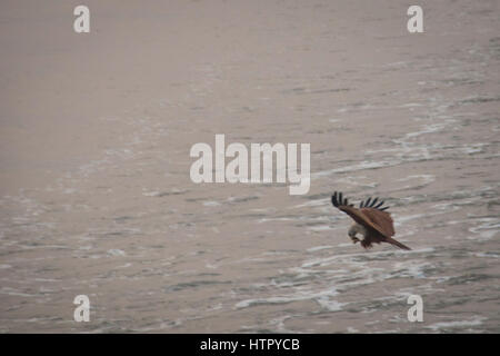 Ein Brahminy Kite-Adler im Sundarbans Nationalpark in Bangladesch Stockfoto